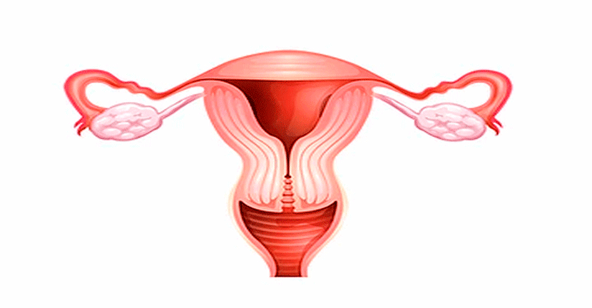 imagen del articulo Los ovarios