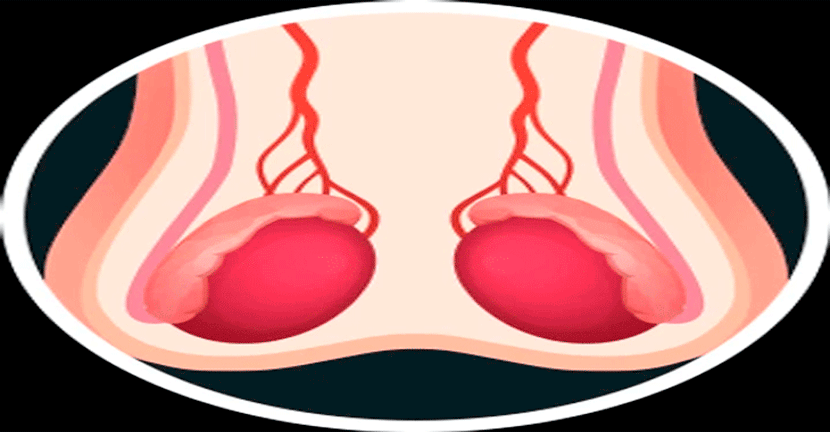 imagen del articulo Los testículos y la testosterona.