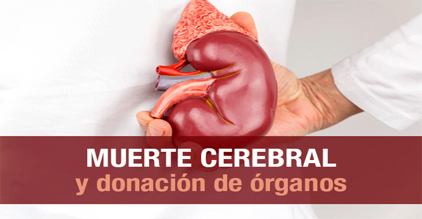 imagen del articulo Muerte cerebral y donación de órganos