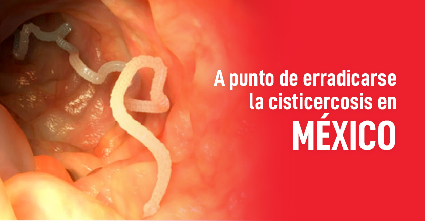 imagen del artículo A punto de erradicarse la cisticercosis en México