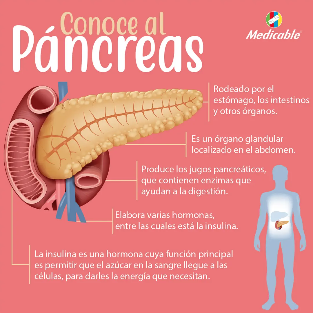 imagen de la infografia Conoce al páncreas