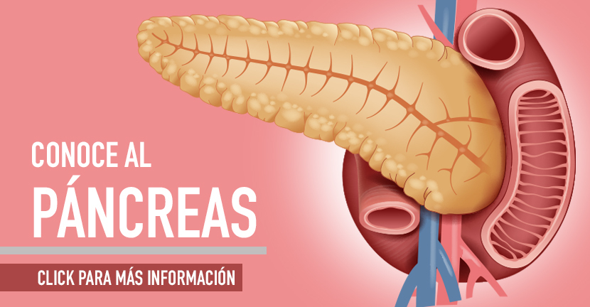 imagen de la infografia Conoce al páncreas