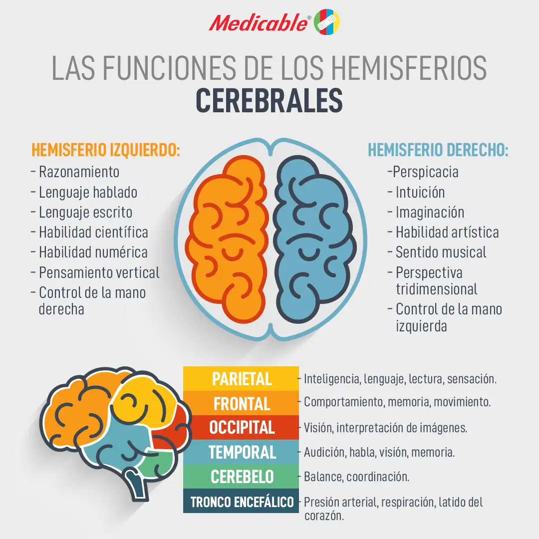 imagen del artículo Las Funciones De Los Hemisferios Cerebrales