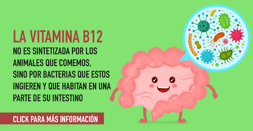 imagen de la infografia Deficiencia de vitamina B12