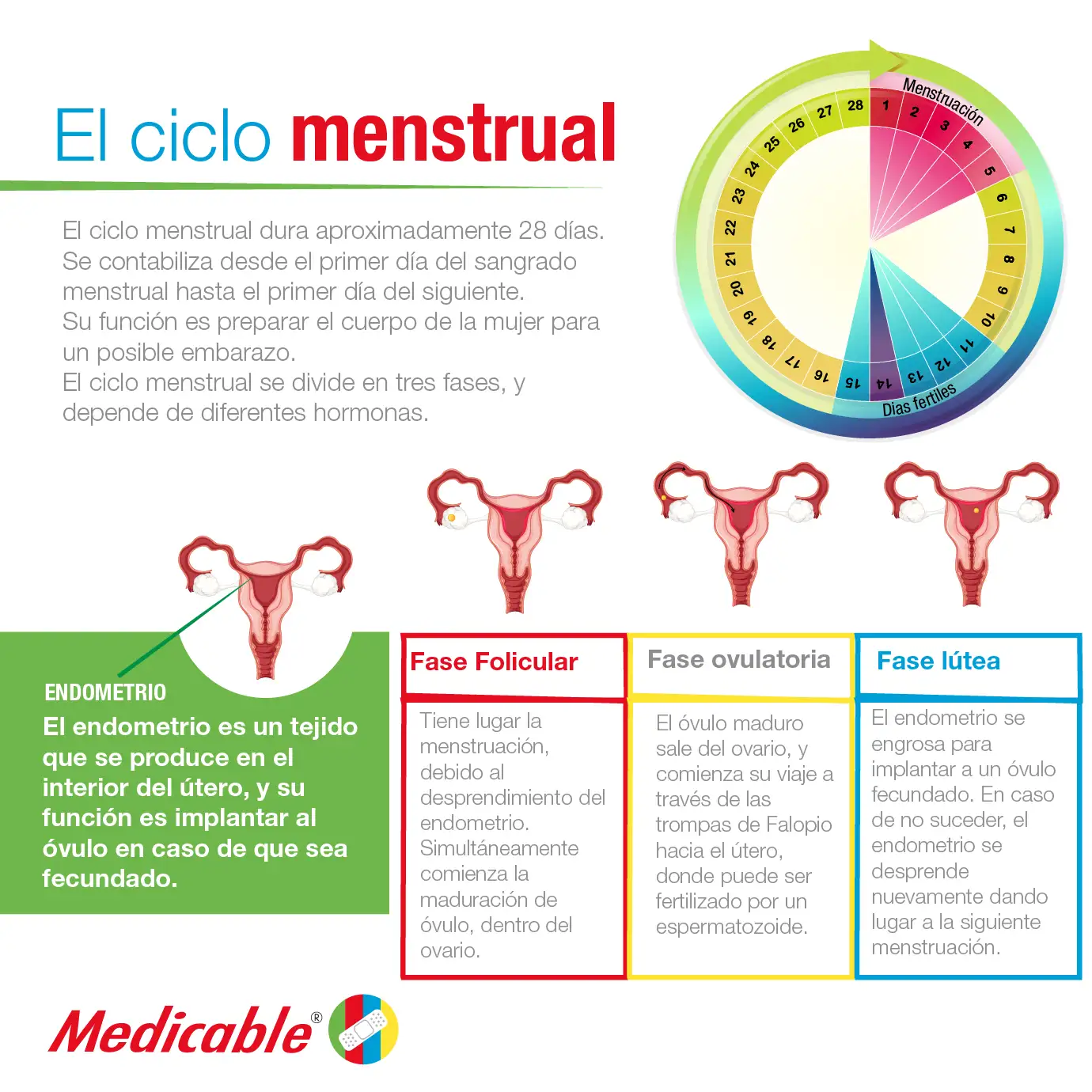 imagen de la infografia El ciclo menstrual