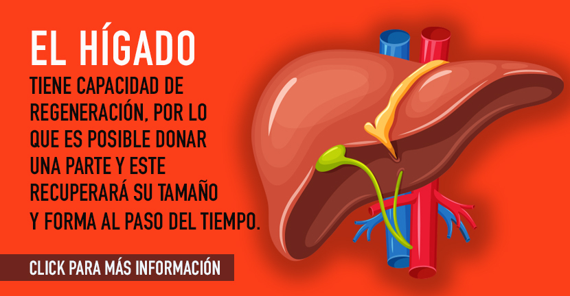 imagen de la infografia El hígado