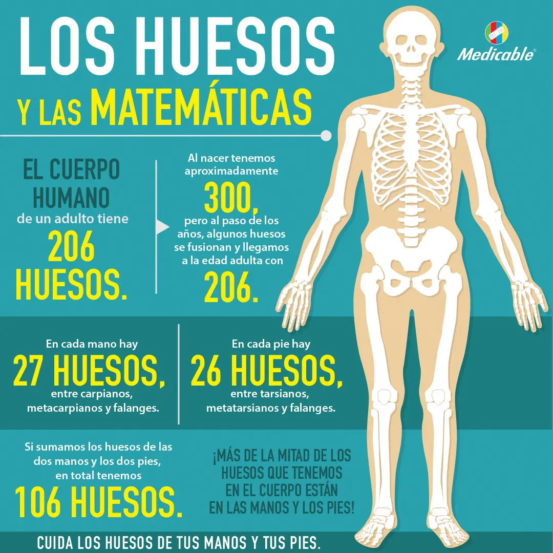 imagen de la infografia Los huesos y las matemáticas