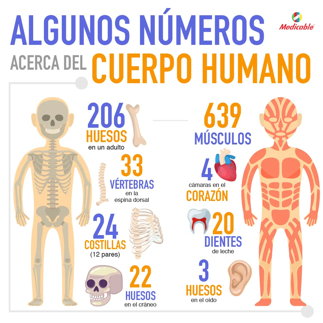 imagen de la infografia Algunos números acerca del cuerpo humano