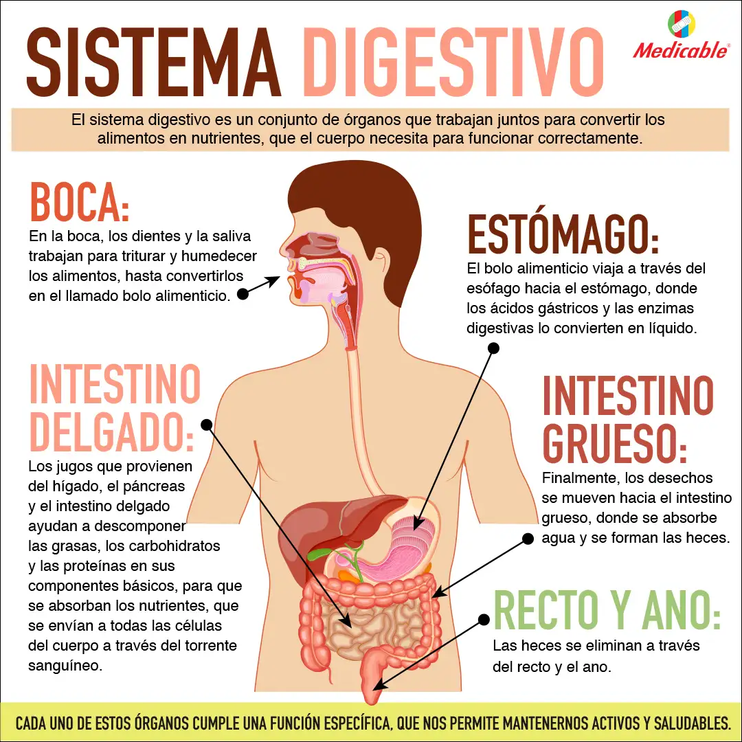 imagen de la infografia Sistema Digestivo