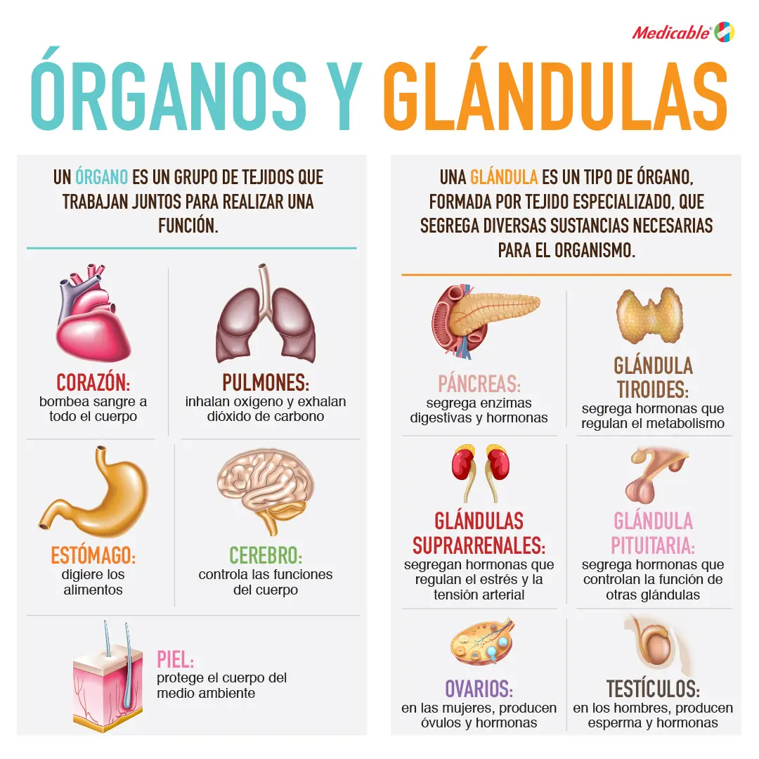 imagen de la infografia Órganos y glándulas