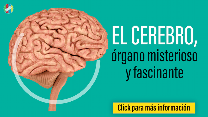 imagen de la infografia El cerebro, órgano misterioso y fascinante