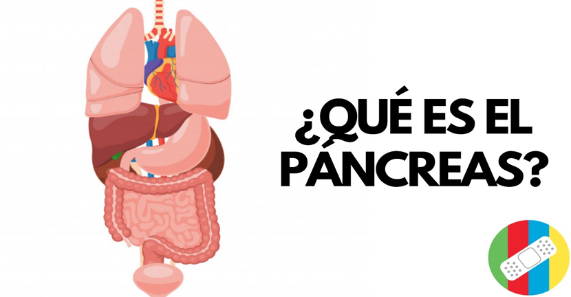 imagen del video ¿Qué es el páncreas?