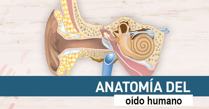 imagen del video Anatomía del oído humano