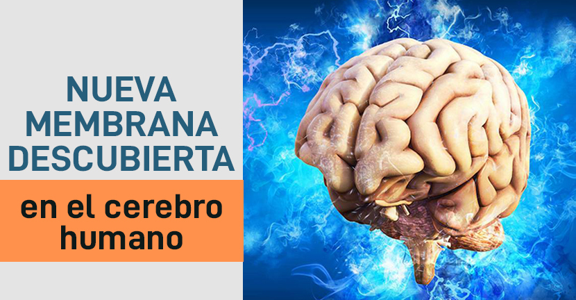 Nueva membrana descubierta en el cerebro humano