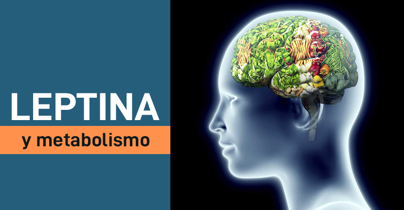 Leptina y metabolismo