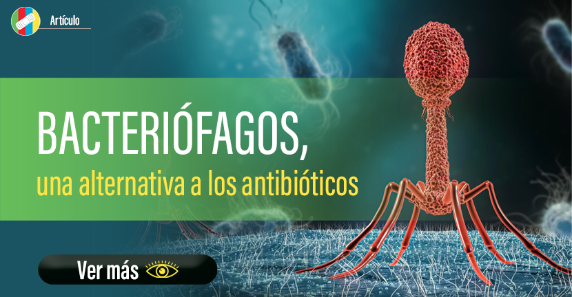 Bacteriófagos, una alternativa a los antibióticos.