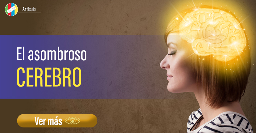 El asombroso cerebro.
