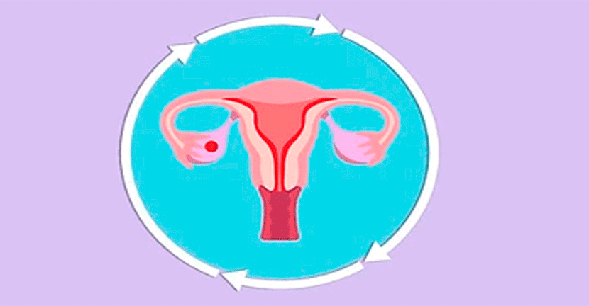 ¿Qué sucede en el cuerpo durante tu periodo menstrual?