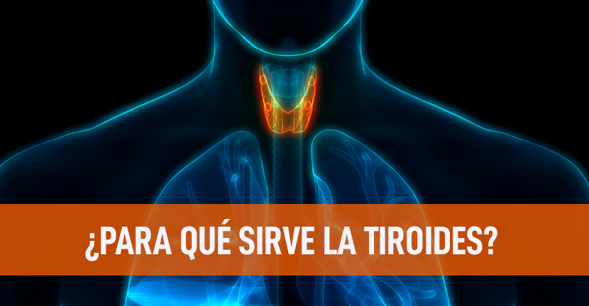 ¿Para qué sirve la tiroides?