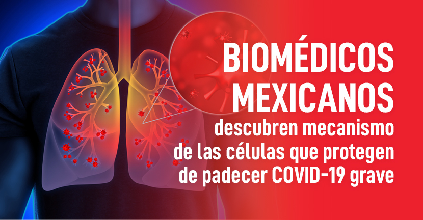 Biomédicos mexicanos descubren mecanismo de las células que protegen de padecer COVID-19 grave