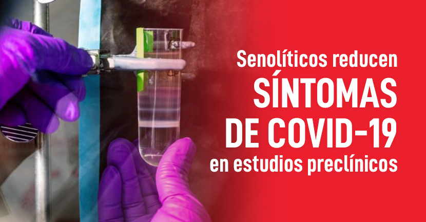 Senolíticos reducen síntomas de COVID-19 en estudios preclínicos