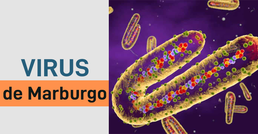 Virus de Marburgo