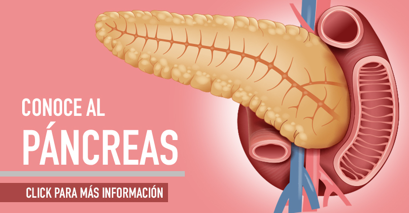 Conoce al páncreas