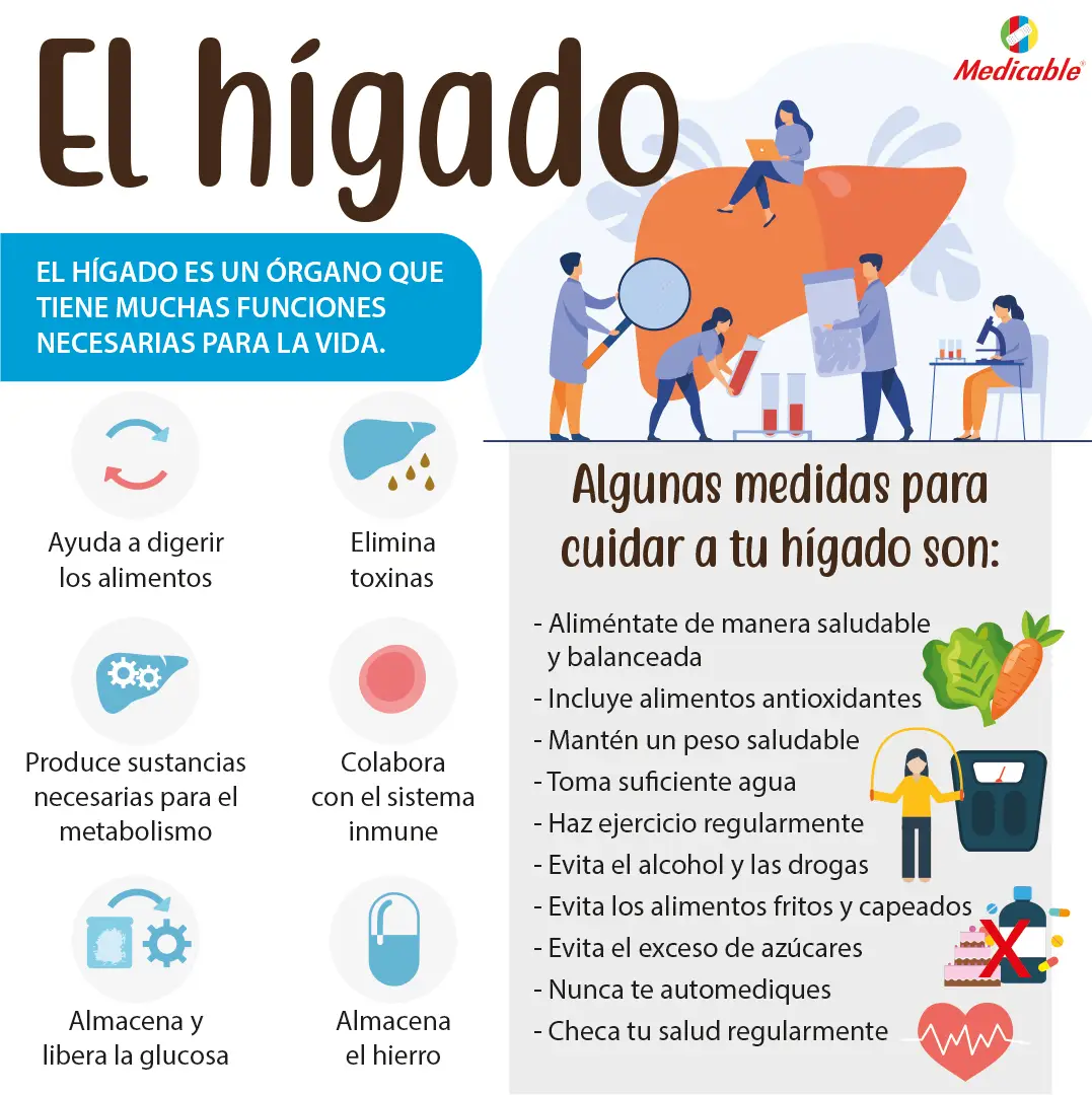 El hígado