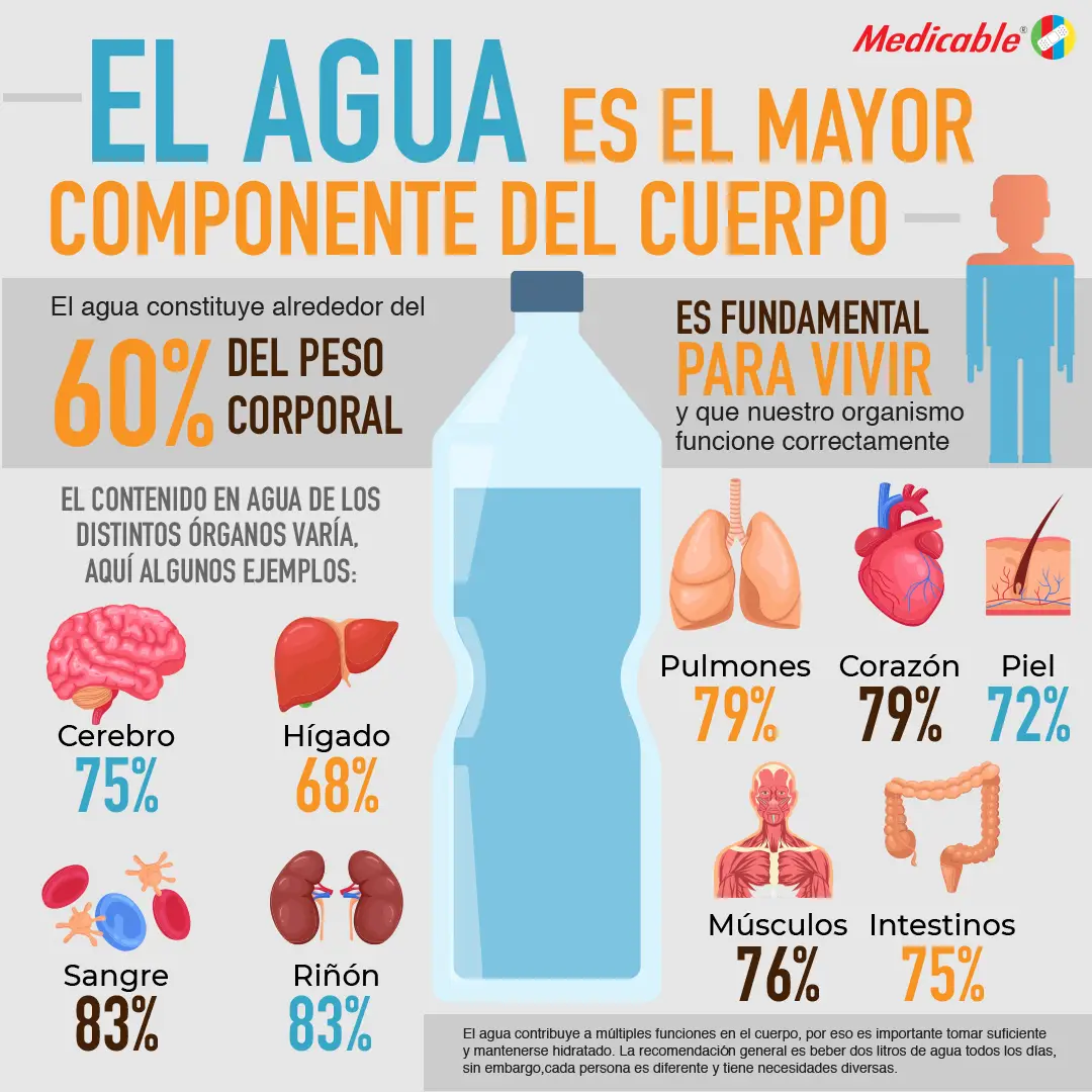 El agua es el mayor componente del cuerpo