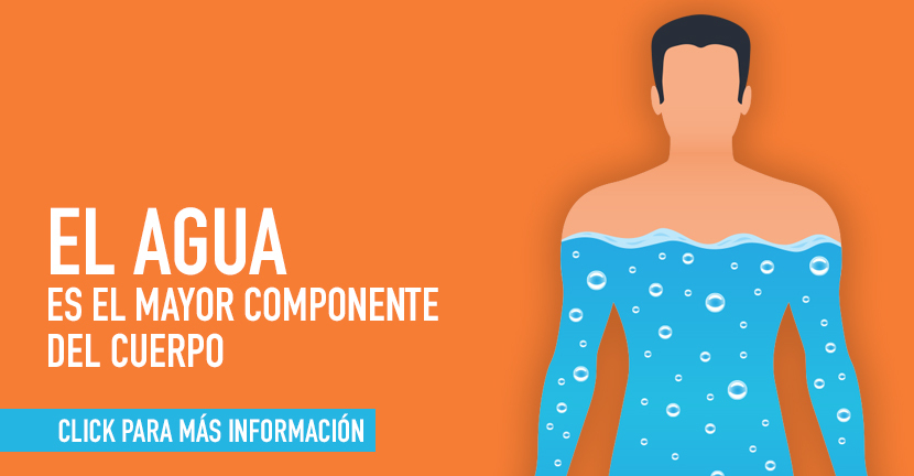 El agua es el mayor componente del cuerpo