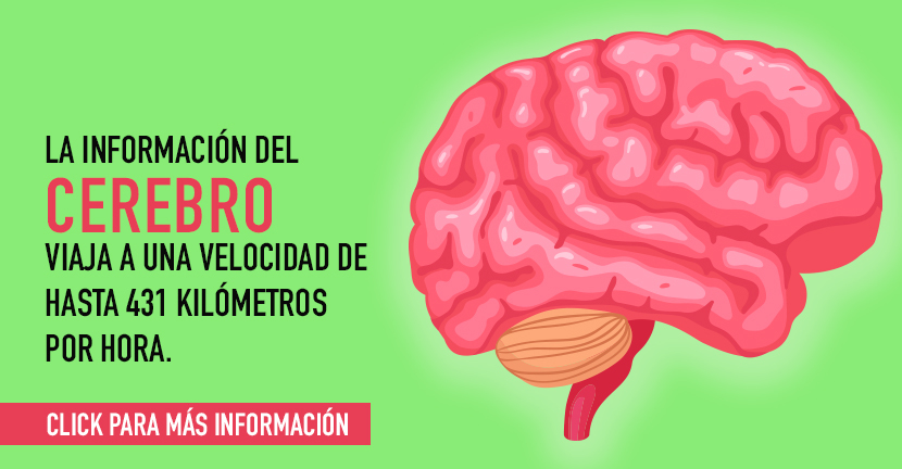 Cuida tu cerebro, cultiva tu inteligencia 