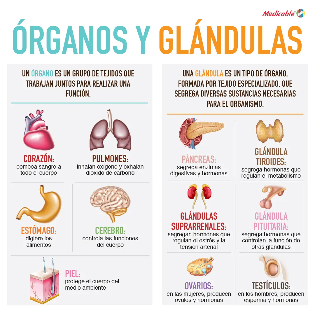 Órganos y glándulas