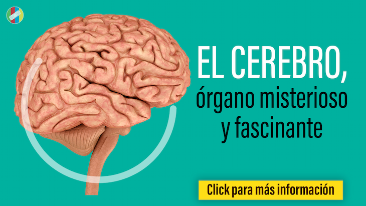El cerebro, órgano misterioso y fascinante