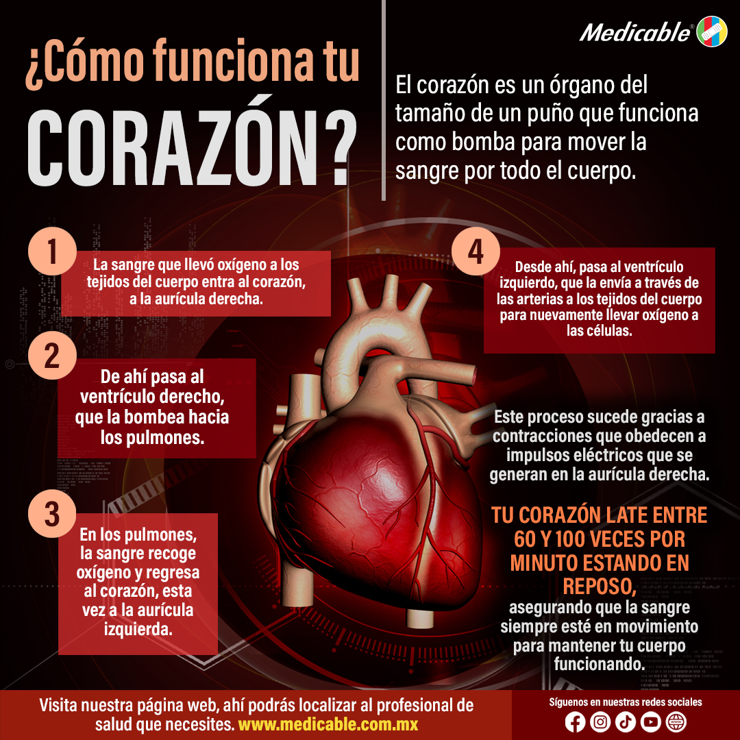 ¿Cómo funciona tu corazón?