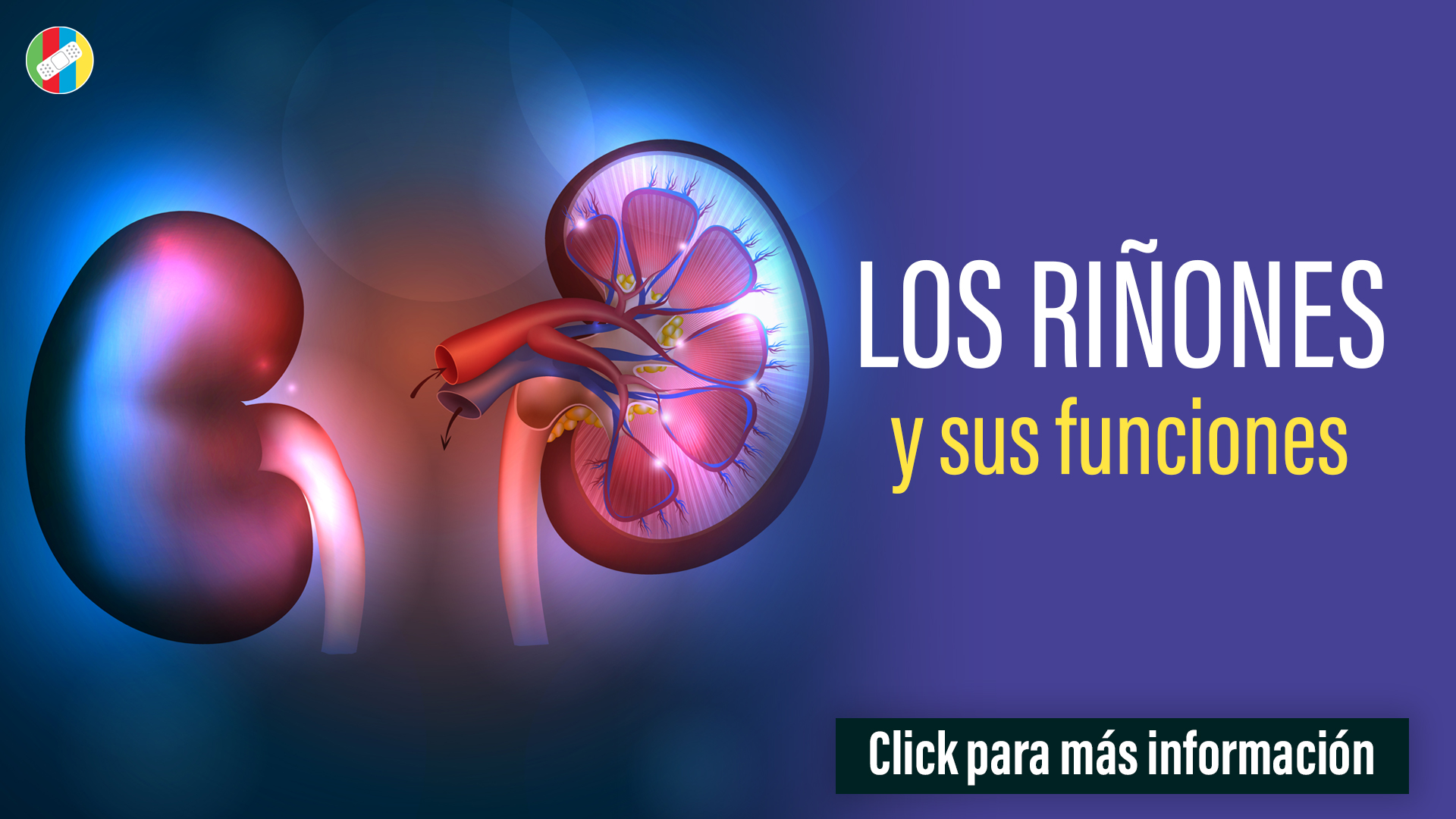 Los riñones y sus funciones.