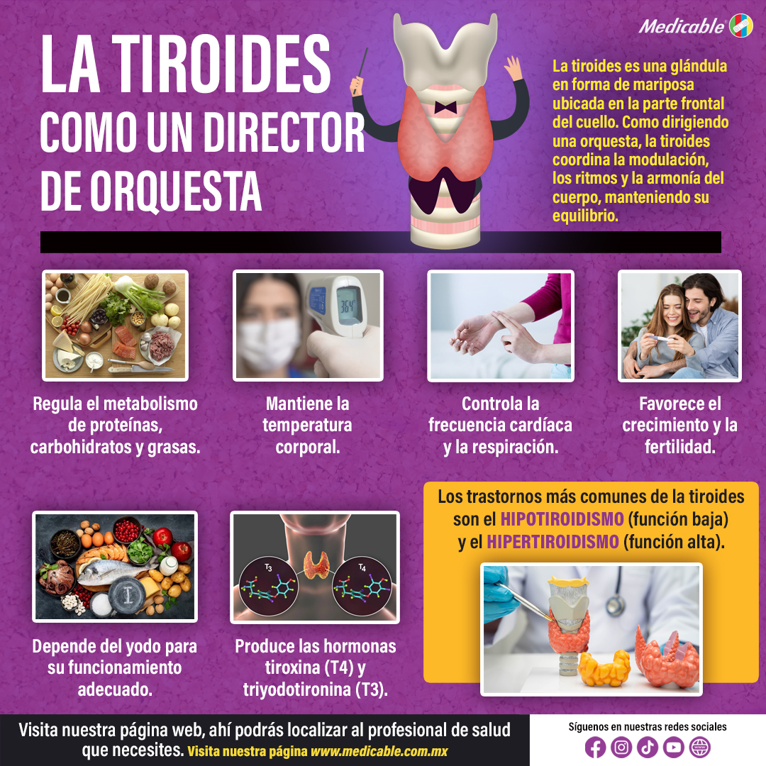 La Tiroides como un director de orquesta.