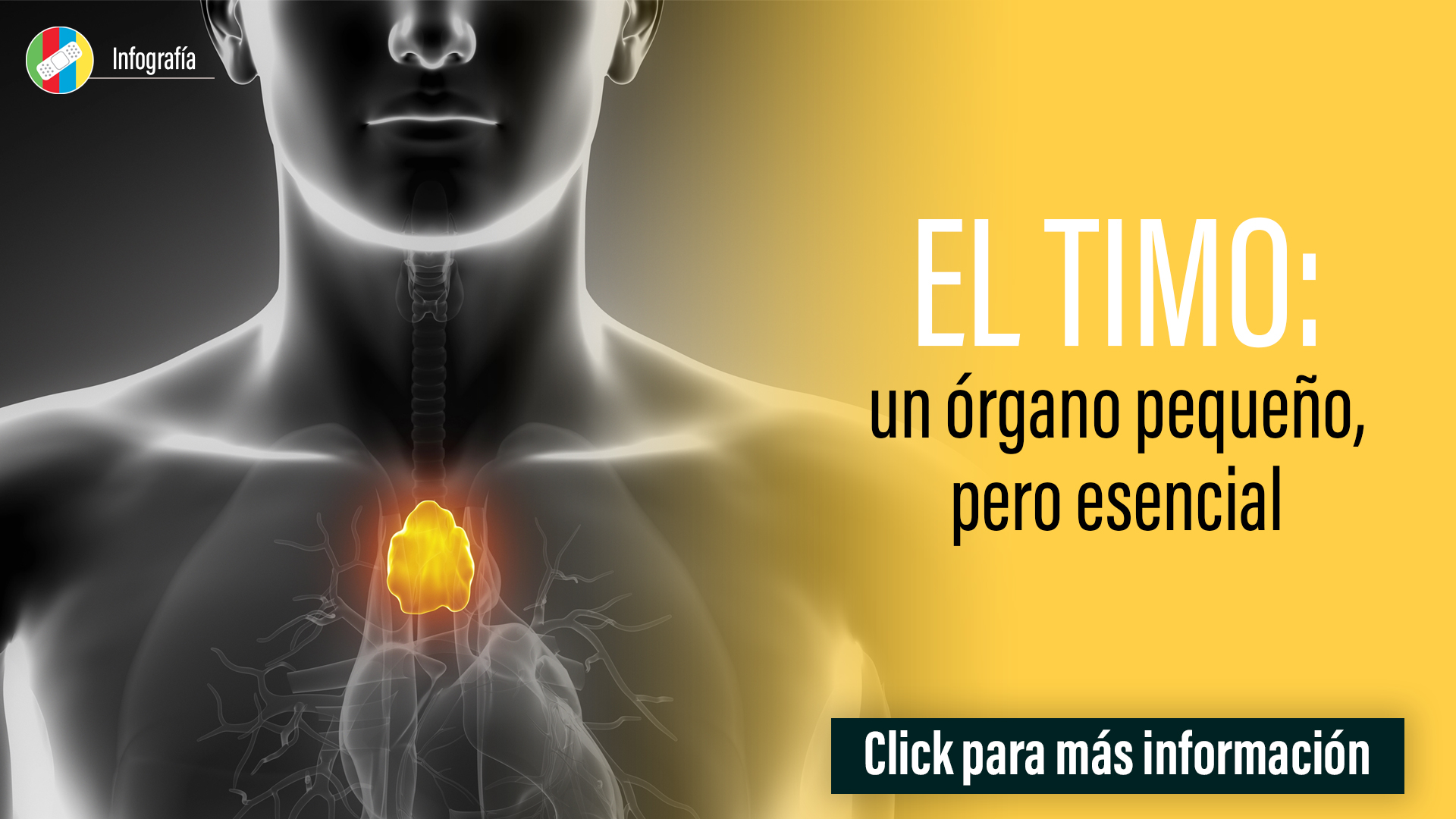 El Timo: un órgano pequeño pero esencial.