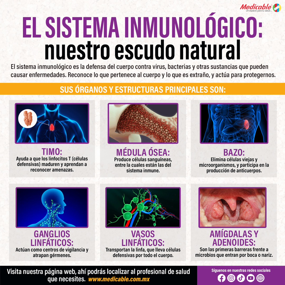 El sistema inmunológico: nuestro escudo natural