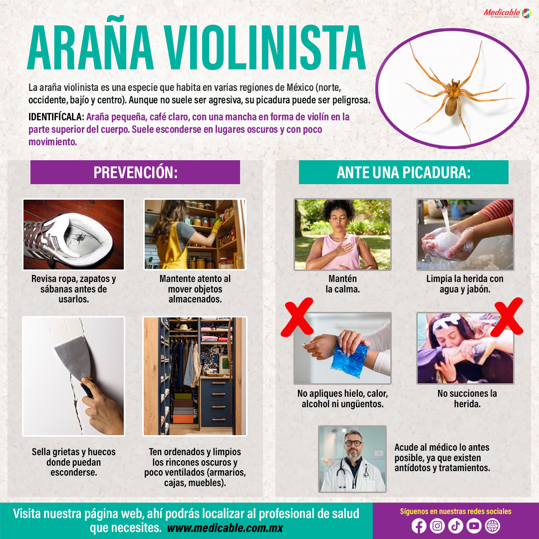 Araña violinista